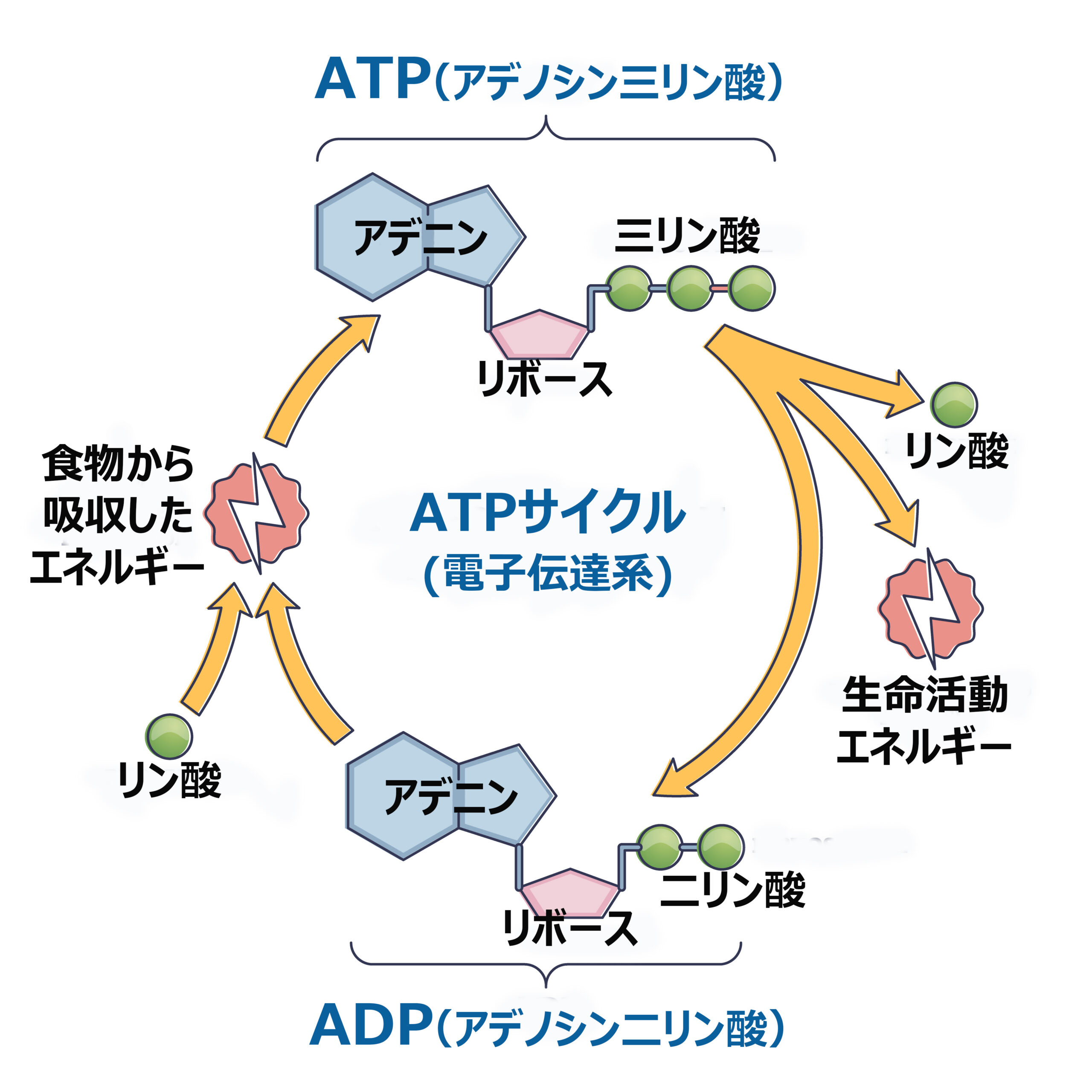 ATPcycle